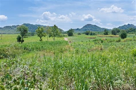 Premium Photo | Brazilian sugar cane fields under a blue sky.