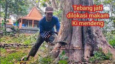 Tebang Pohon Jati Dilokasi Kuburan Langsung Dibelah Gergaji Serkel