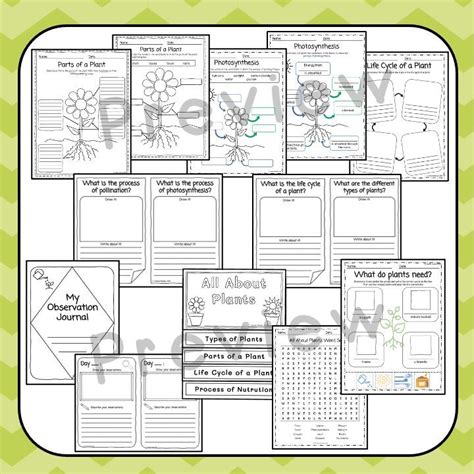 All About Plants Photosynthesis Life Cycle Observation Journal