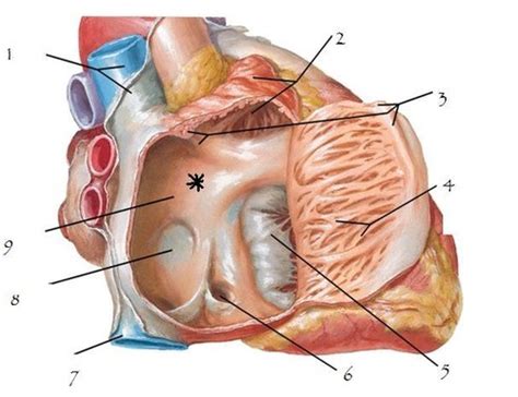 heart practical Flashcards | Quizlet