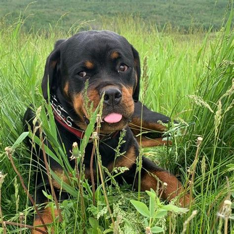 A Black And Brown Dog Laying In Tall Grass