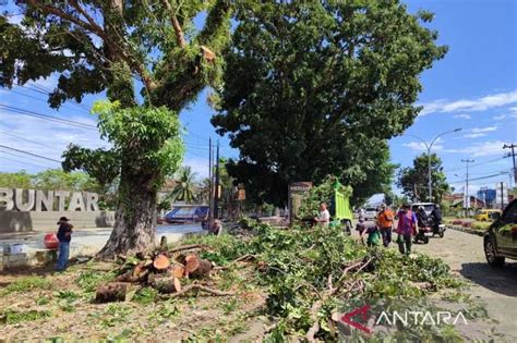 Bengkulu Minta Warga Waspada Angin Kencang Dan Pohon Tumbang Koran