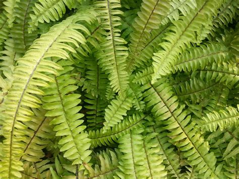 Green Fern Plant Free Image Peakpx