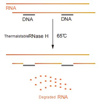 RNase R, RNase A, RNase H, RNase I – Tinzyme