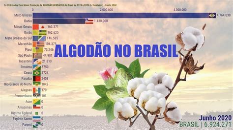 Ranking Da Produ O De Algod O Nos Estados Do Brasil Youtube