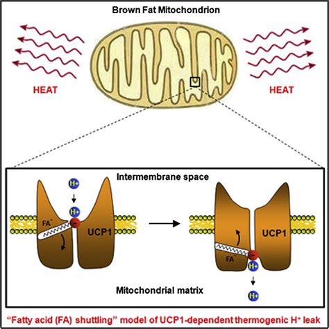 Mechanism of Fatty-Acid-Dependent UCP1 Uncoupling in Brown Fat