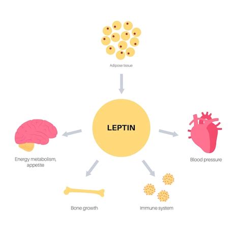 Diagrama de leptina hormona humana del apetito conexión entre el tejido