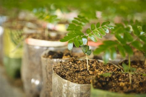 Saiba Como Fazer Mudas De Plantas Plantasonya O Seu Blog Sobre