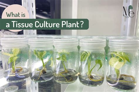 What Is A Tissue Culture Plant