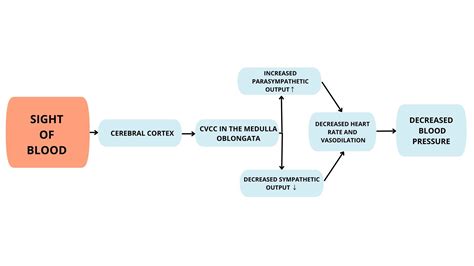 Draw a reflex map that explains Anthony’s vasovagal syncope | Quizlet