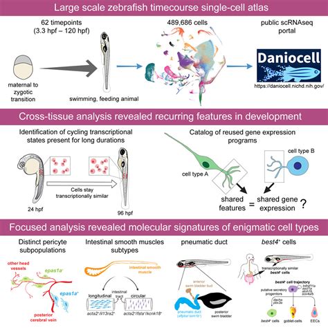 NIH researchers create single-cell RNA-seq atlas detailing early stages ... 