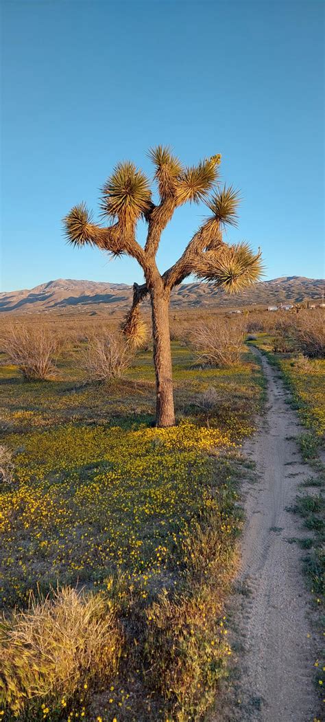 Where Are The Biggest Joshua Trees In The Hd Rhighdesert