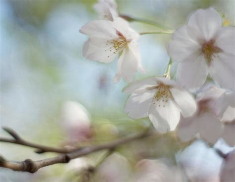 Cherry Blossom by Kazuaki Photos From Japan