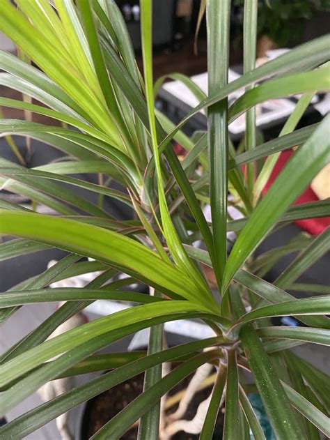 Dracaena Marginata Leaves Falling Off Quickly Used To Be Once A