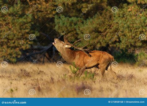 Roter Hirschsteg In Der Rutsaison Im Nationalpark Veluwe Stockfoto