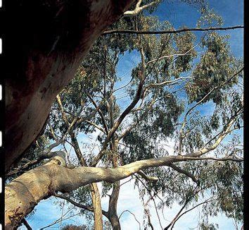 Eucalyptus Pauciflora Ssp Debeuzevillei Plant Lust