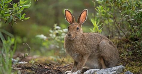 10 ข้อเท็จจริงเกี่ยวกับ Snowshoe Hare ที่น่าทึ่ง Newagepitbulls