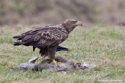 Foto Hungriger Seeadler Frisst Aas Thomas Reich Bilderreich