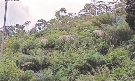 SIDANG DUN Kerajaan Pindah Gajah Beri Laluan Projek Empangan Nenggiri