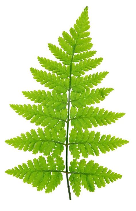 What is a Frond? (with picture)