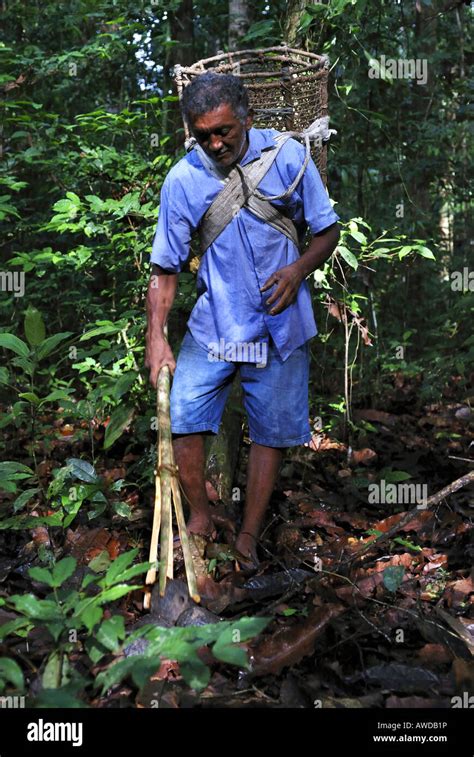 Collector Of Brazil Nuts Castanheiro Collecting Nuts In The Amazon