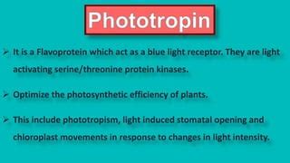 Phototropin | PPT