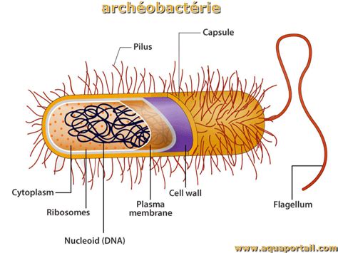 Bactérie exogène : définition et explications 
