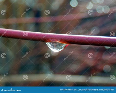 Macro Photography of Raindrop on Branch Stock Image - Image of fragile ...