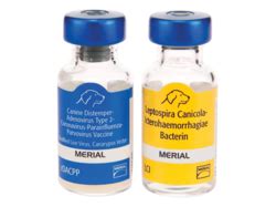 Recombitek Canine C Cv Vaccine