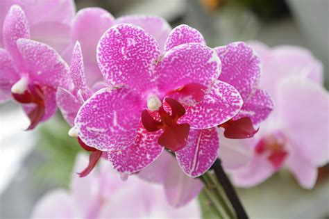 7,000+ Free Orchids & Nature Images - Pixabay