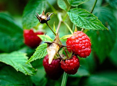 1920x1080 wallpaper | red raspberries | Peakpx