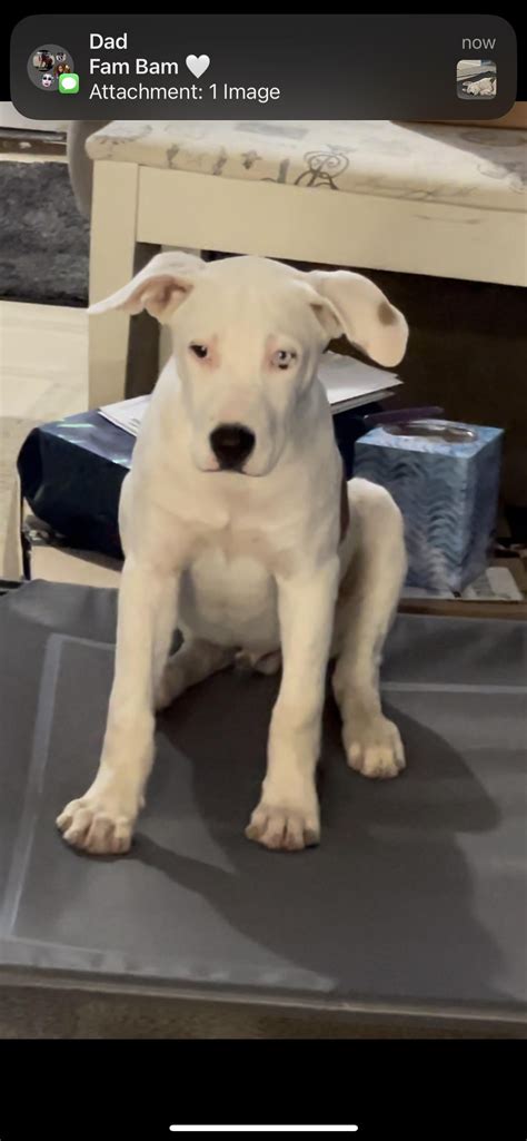 Lost dog found. Is this anybody’s dog? : r/sanantonio