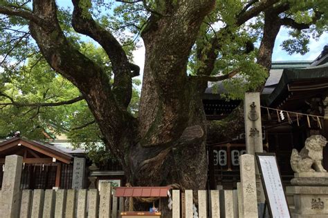 石切劔箭神社 御神木｜⛩石切劔箭神社｜大阪府東大阪市 八百万の神