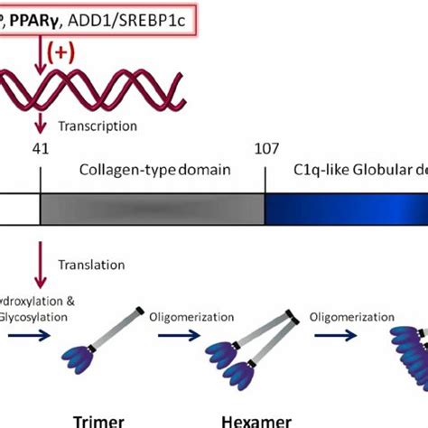 Adiponectin Can Activate AMPK And PPAR In Liver And Skeletal Muscle