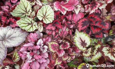 Cara Memperbanyak Bunga Begonia Dari Stek Hingga Pemisahan Rumpun