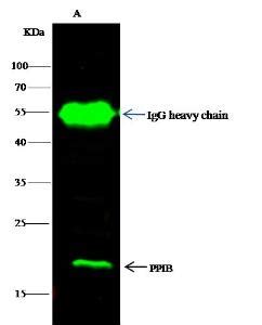 Anti-PPIB Rabbit Polyclonal Antibody | VWR