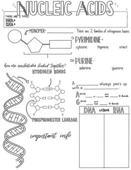 Ap Biology Nucleic Acids Sketch Notes By Creativity Meets Cognition