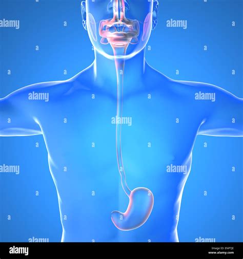 Anatomia Dello Stomaco Immagini E Fotografie Stock Ad Alta Risoluzione