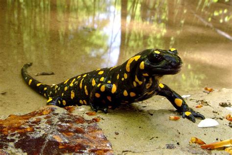 Fire salamander - Alchetron, The Free Social Encyclopedia