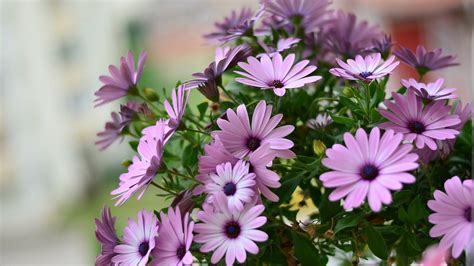 Por Esta Razón Debes Regalar Flores Moradas El 9 De Noviembre ¿cuál Es