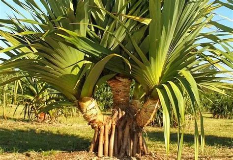 Pândano ou Pinhão de madagascar Pandanus utilis Como Plantar