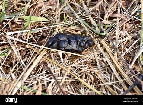 Deer Poop On The Ground In An Open Field Stock Photo Alamy