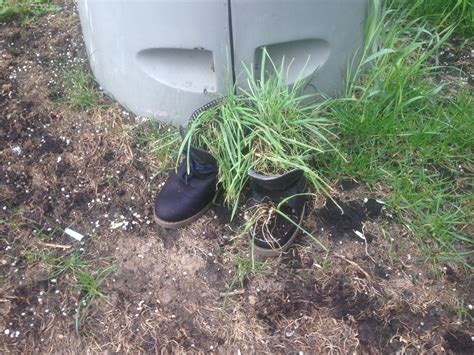 То ли жизнь пробивается, то ли просто горшок | Пикабу