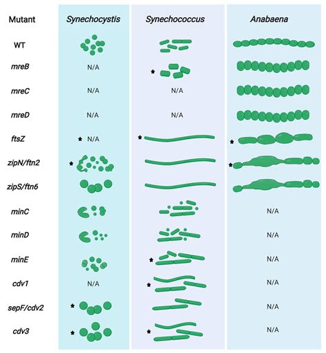 Life Free Full Text Structural Determinants And Their Role In