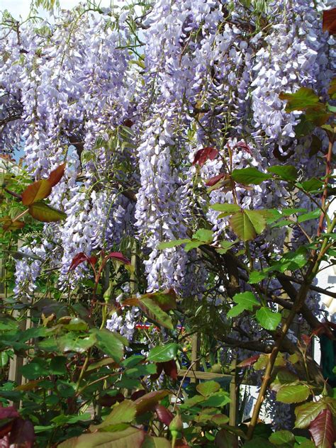 Wisteria Wisteria Garden Plants Garten Lawn And Garden Gardens