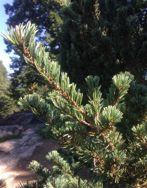 Pinus Parviflora Pinaceae Image 205083 At PhytoImages Siu Edu