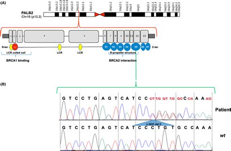 Identification Of A Novel Truncating Mutation In PALB2 Gene By A