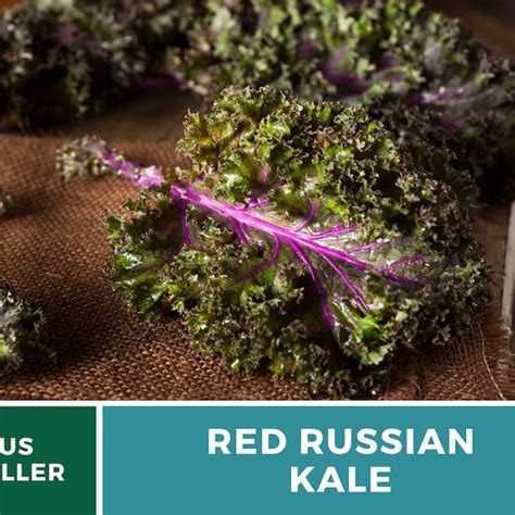 Kale Seeds Etsy