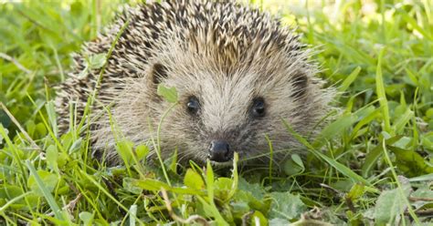 Igel im Februar Zu früh aus dem Winterschlaf erwacht HITRADIO RT1