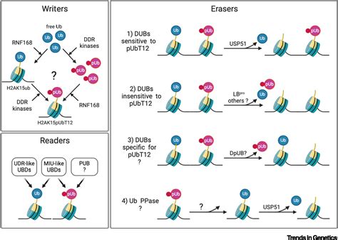 Histone Ubiquitination An Integrative Signaling Platform In Genome